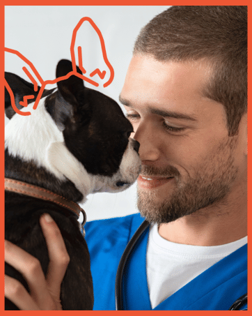Vet with Boston Terrier face to face with Maddie Ears.