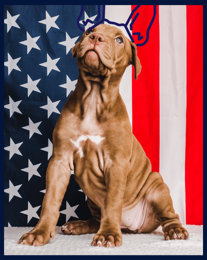 puppy in front of American Flag with Maddie ears.