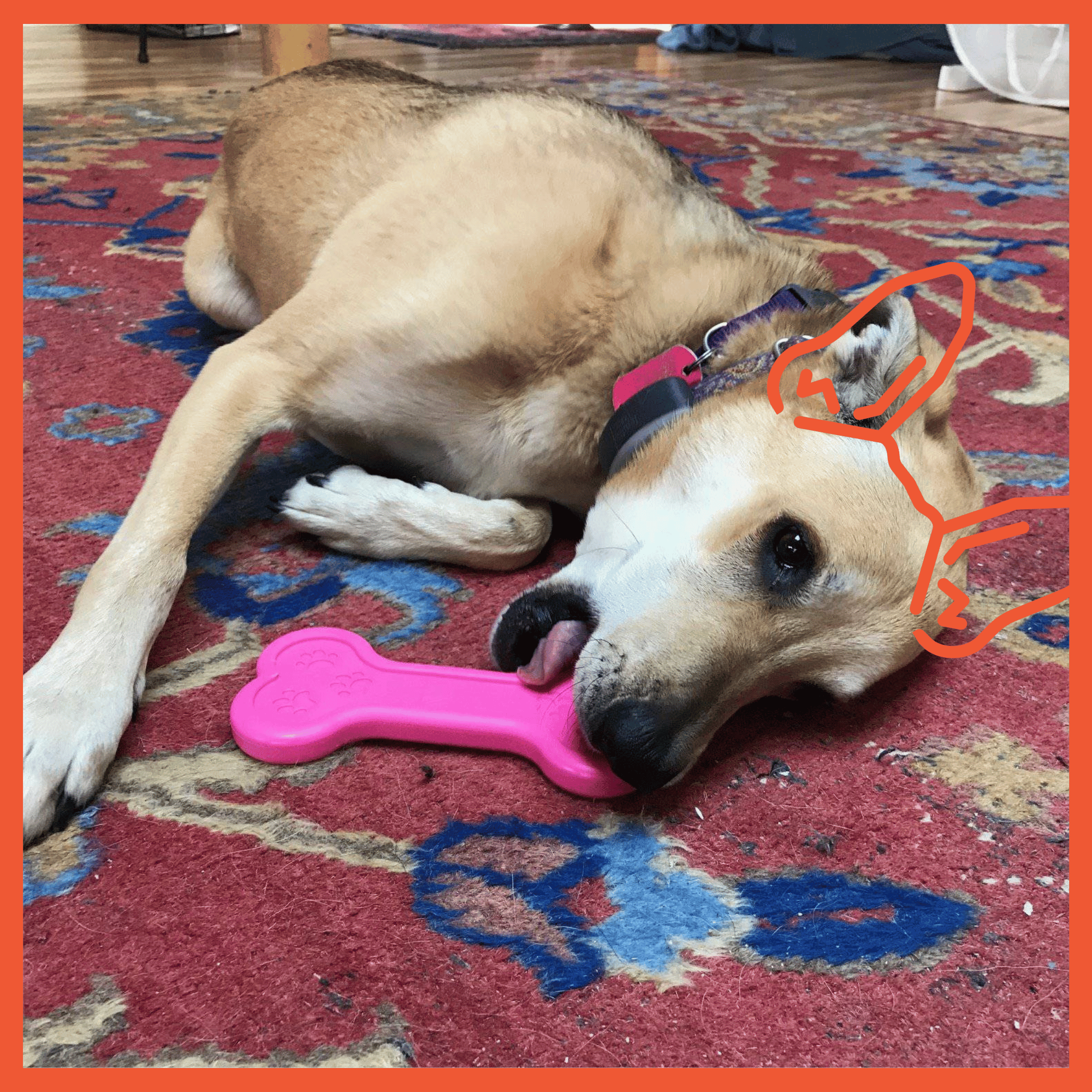 Bone Ultra Durable Nylon Dog Chew Toy