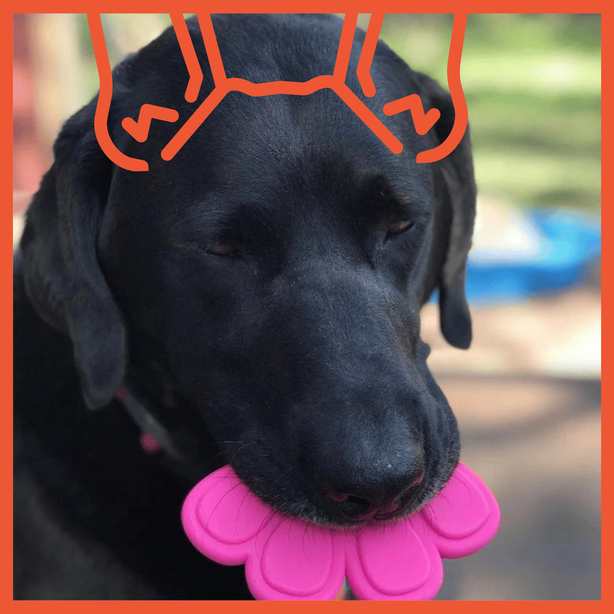 Paw Print Ultra Durable Dog Toy - Pink