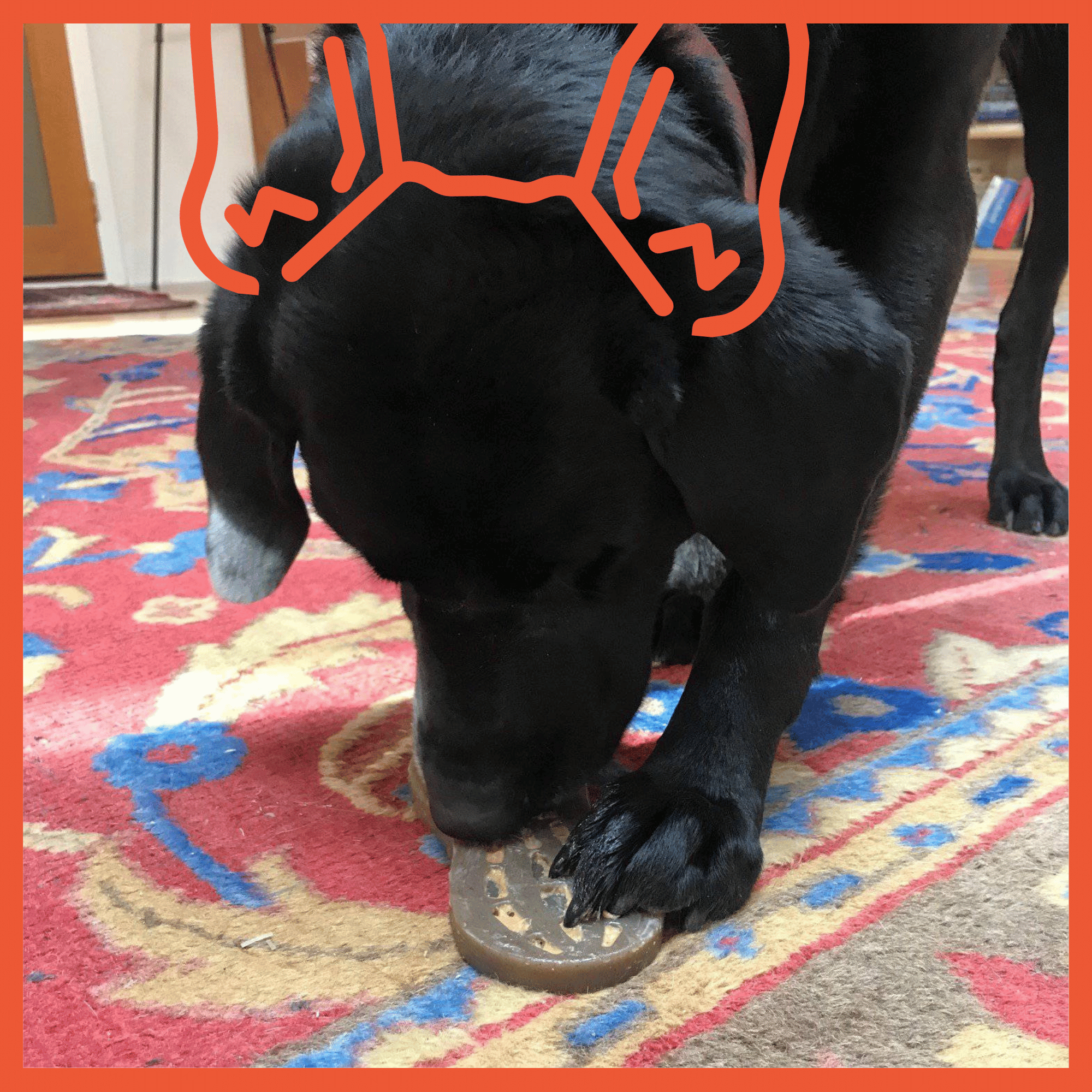 Peanut Ultra Durable Nylon Toy
