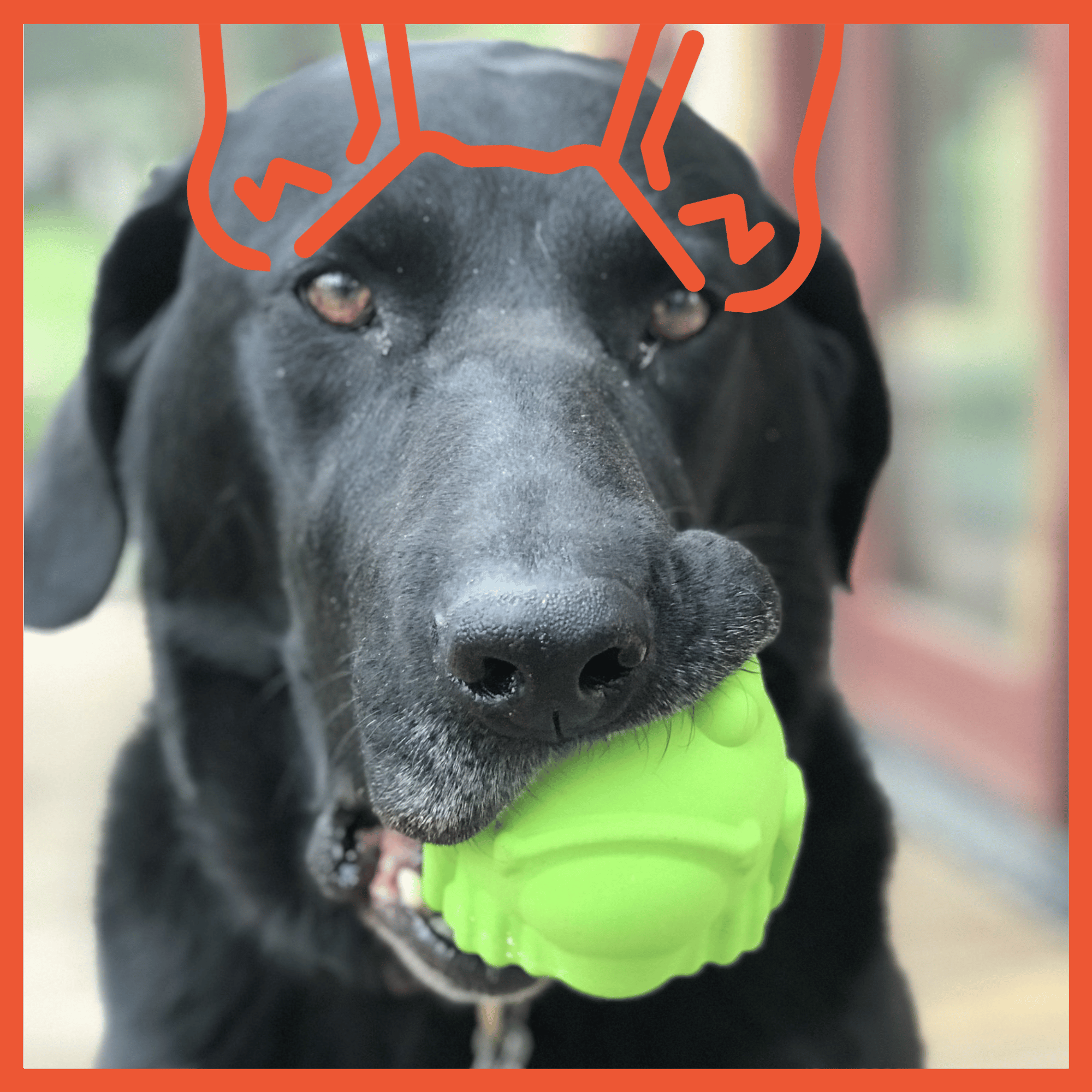 Bull Frog Durable Rubber Toy