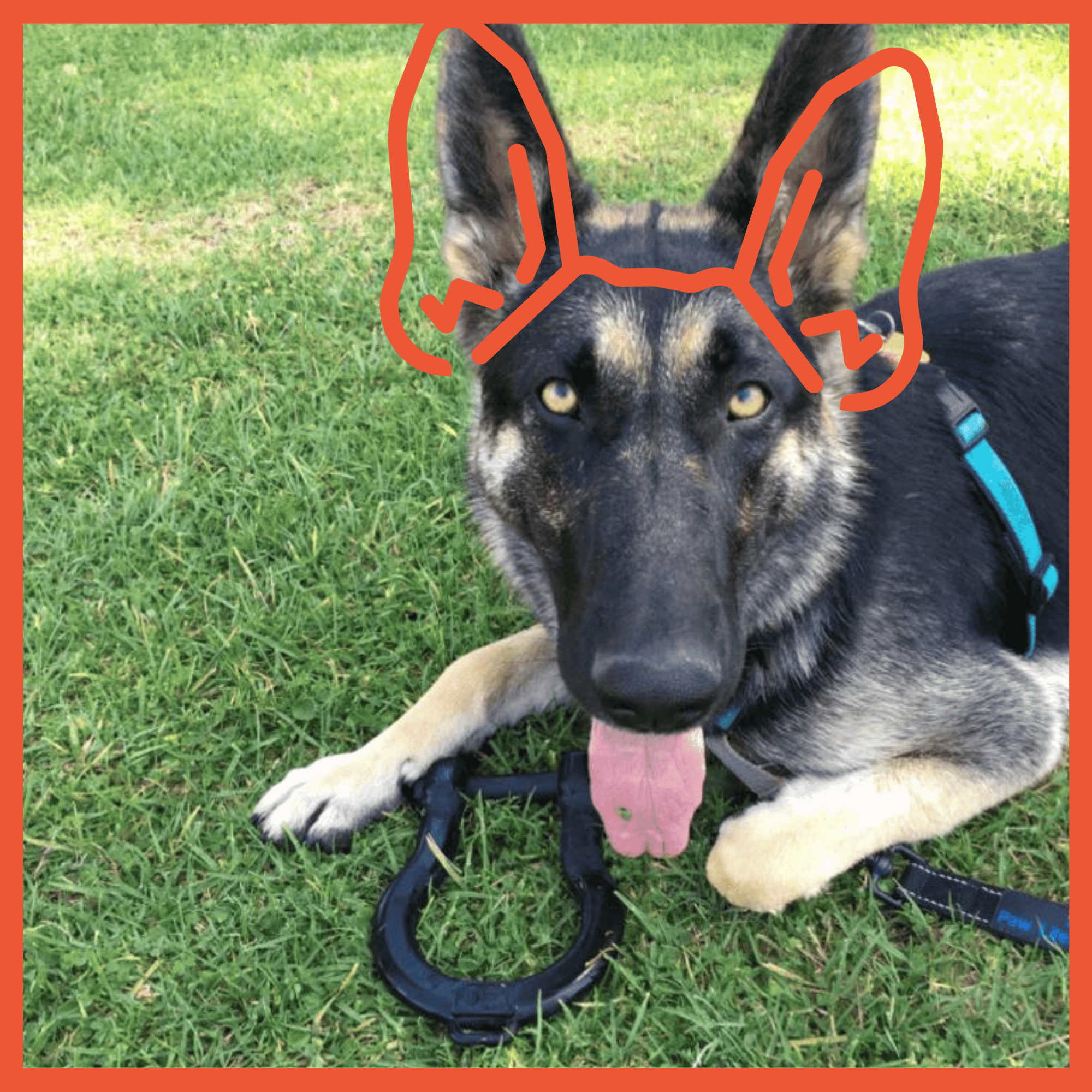 Ultra Durable Rubber Tug Toy