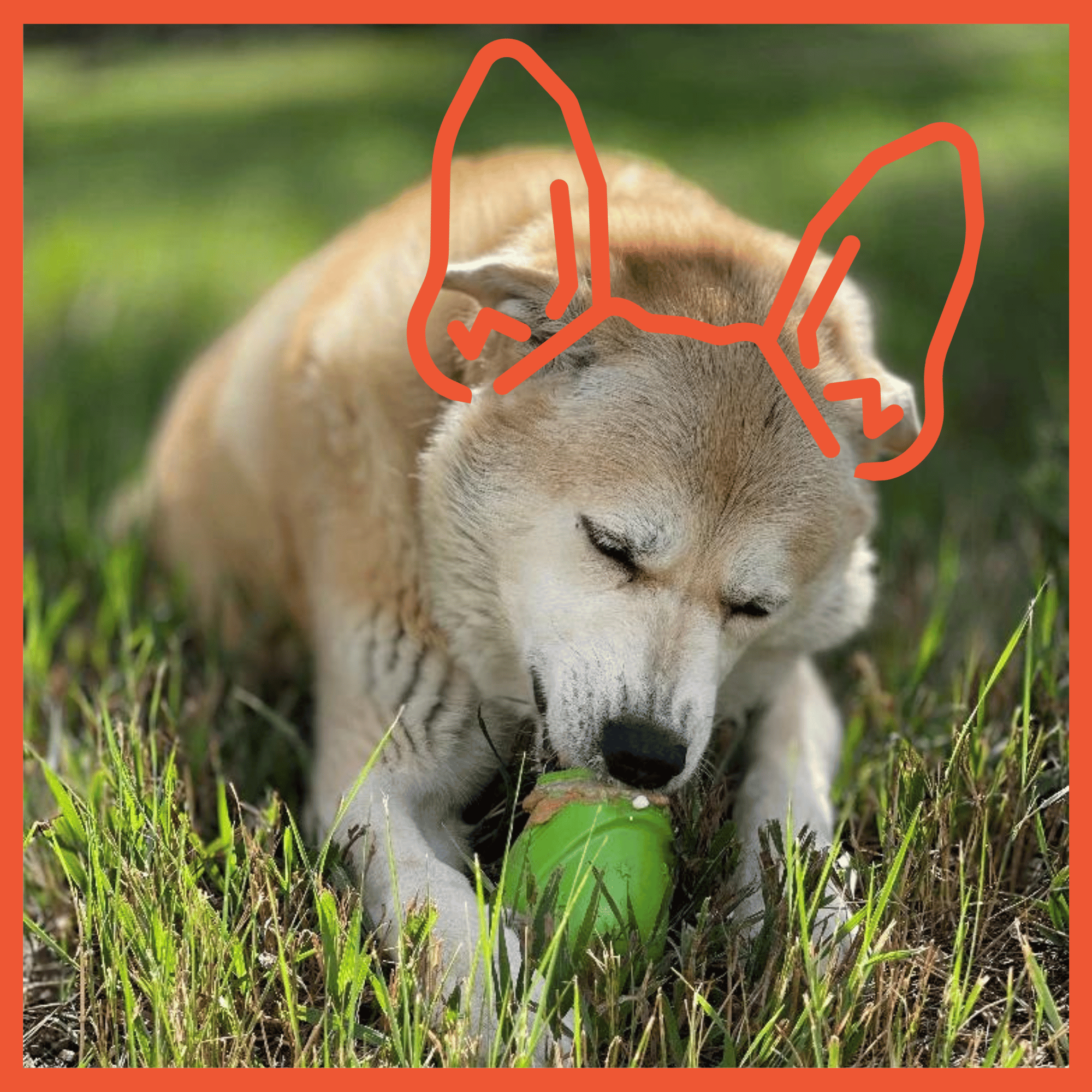Gnome PUP-X Rubber Chew + Treat Dispenser Toy