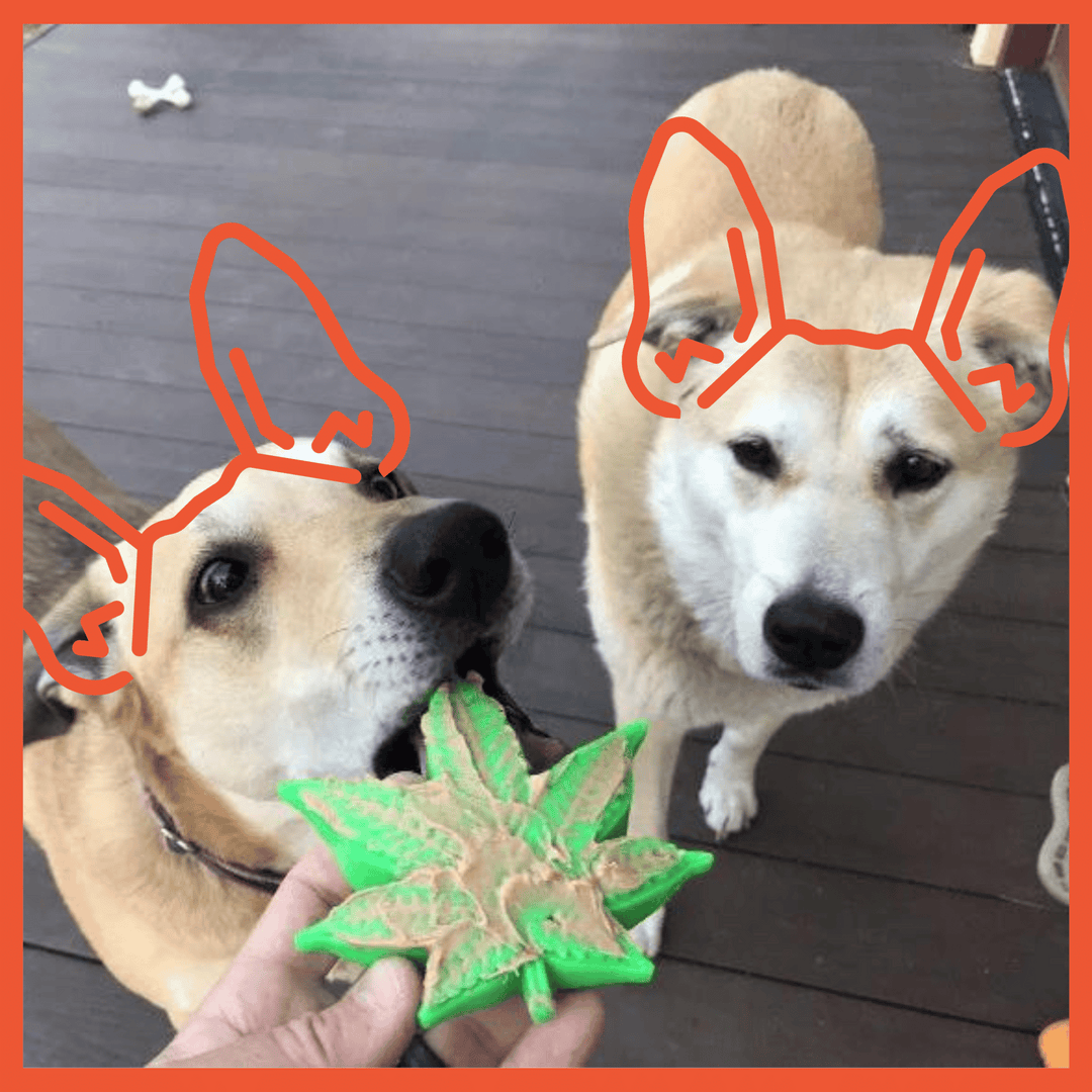 Colorado Maple Leaf Durable Nylon Dog Toy