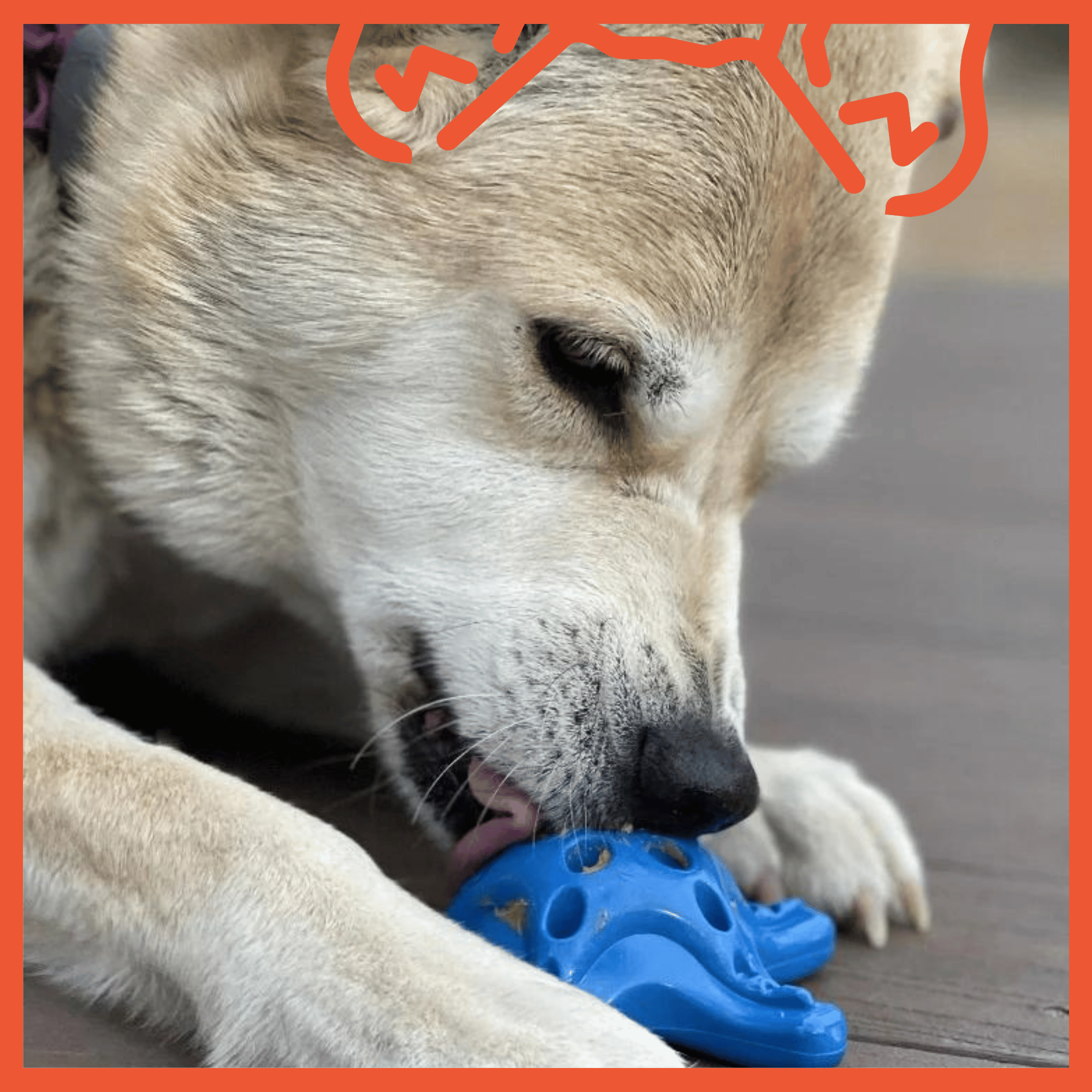 Nylon Starfish Aggressive Chewer Toy