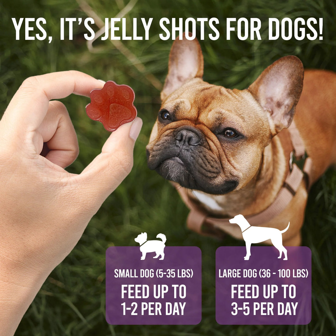 Fruity Superfood Jelly Shots Dog Treat Mix - Assorted Flavors