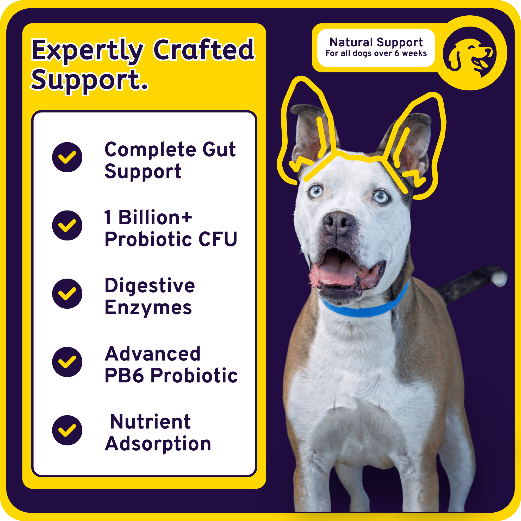 Complete Digestion Support - Probiotic + Enzyme 6-in-1 Savory Chew Bites