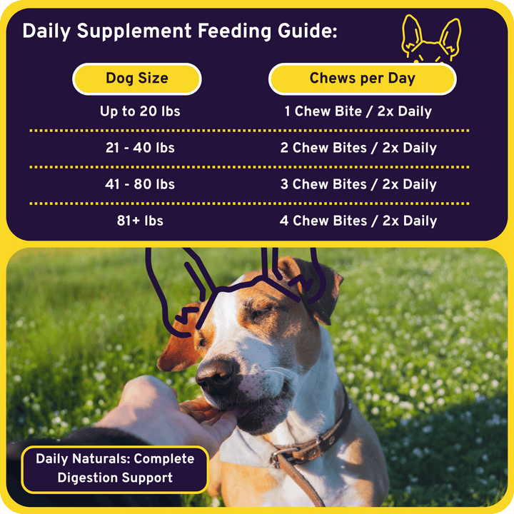 Complete Digestion Support - Probiotic + Enzyme 6-in-1 Savory Chew Bites