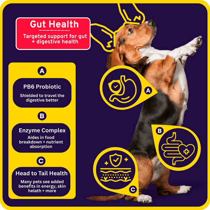 Complete Digestion Support - Probiotic + Enzyme 6-in-1 Savory Chew Bites