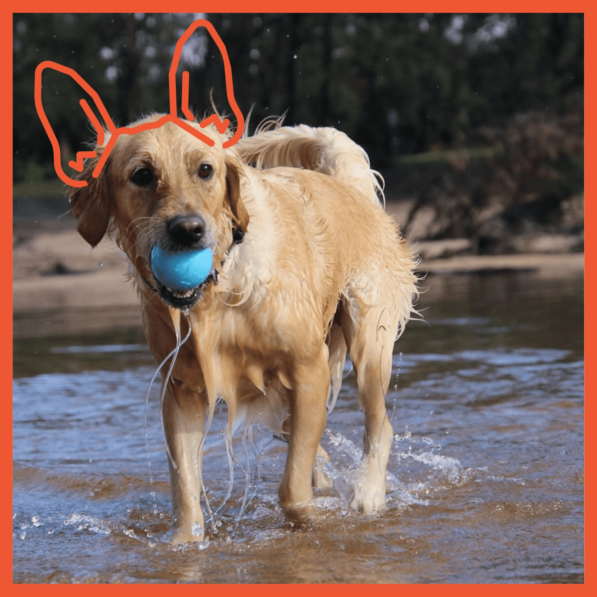 Wag Ball Ultra Durable Floating Dog Toy