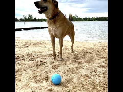 Wag Ball Ultra Durable Floating Dog Toy