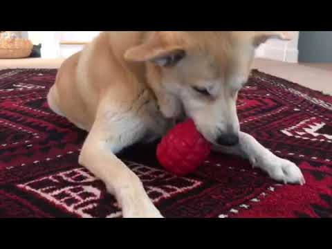 Puppy Teething + Treat Dispensing Grenade Durable Rubber Toy