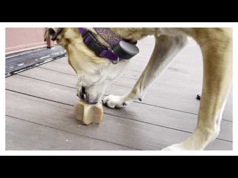 Nylon Star Aggressive Chewer Toy